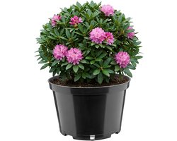 Garronda Ronde kunststof bloempot met drainagegaten voor tuin (Zwart, Ø24 x 15,5 cm (5L)) GD-KW-RL