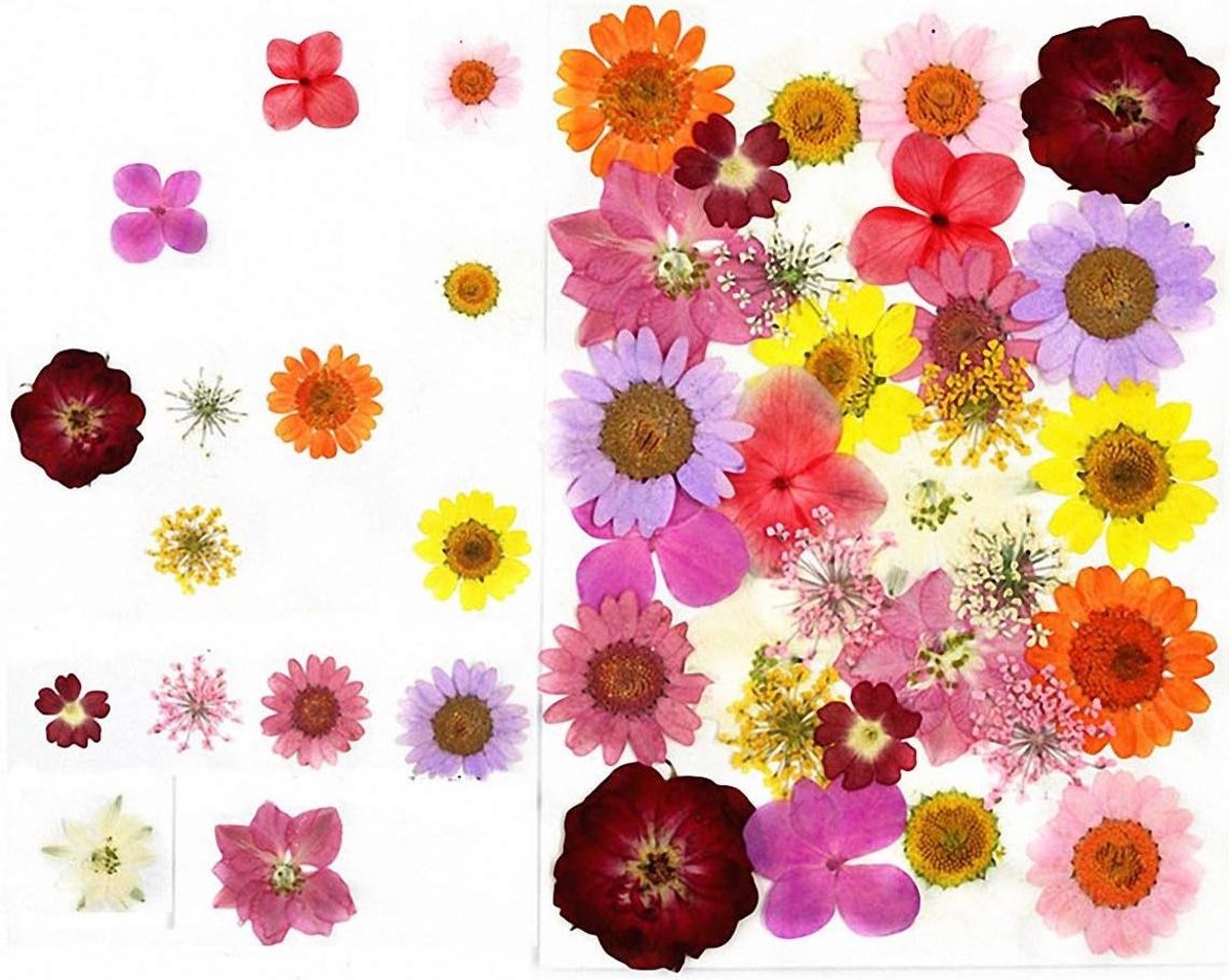 Gedroogde Geperste Bloemen - Decoratieve Bladeren - Handwerk Decoratie - Echte Natuurlijke Bloemen - 30 stuks - Gemengd