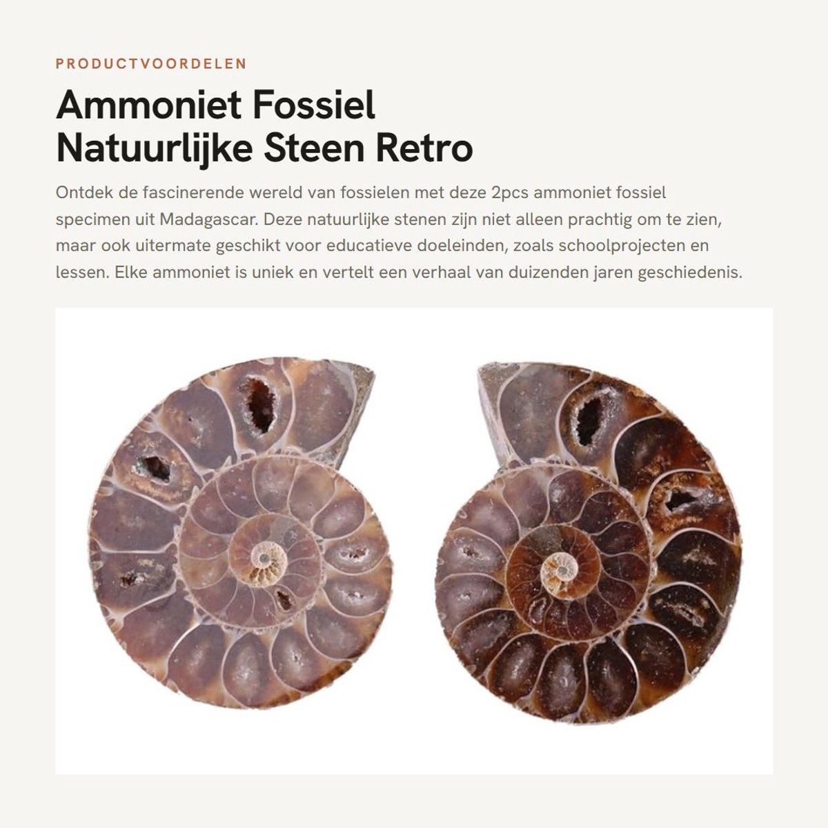 Dailygoods- Ammoniet Fossiele Specimen - Natuurlijke Stenen - Retro Stijl - Onderwijs Lesmonsters - Decoratie - Uniek Exemplar. - Fossiel