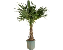 Bloomique - Trachycarpus Fortunei - Chinese Waaierpalm - Palmboom Winterhard - Tuinplanten - Hoogte 140-160 cm - Pot 30 cm