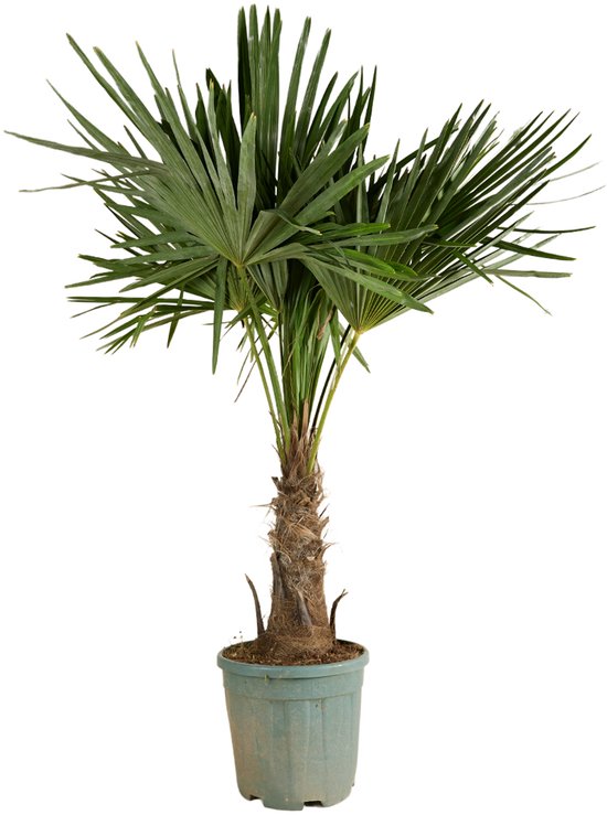 Bloomique - Trachycarpus Fortunei - Chinese Waaierpalm - Palmboom Winterhard - Tuinplanten - Hoogte 140-160 cm - Pot 30 cm