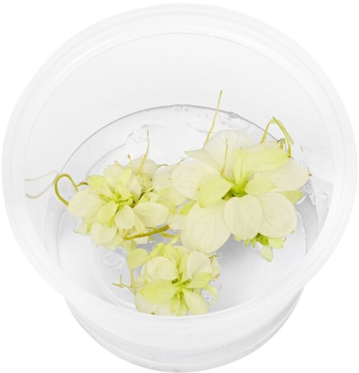 EcoScape Anubias Snow White | In vitro cup Waterplant