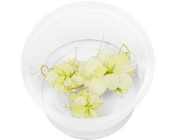EcoScape Anubias Snow White | In vitro cup Waterplant