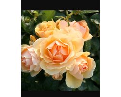 Rosa Hansestadt-Rostock in 4 liter pot