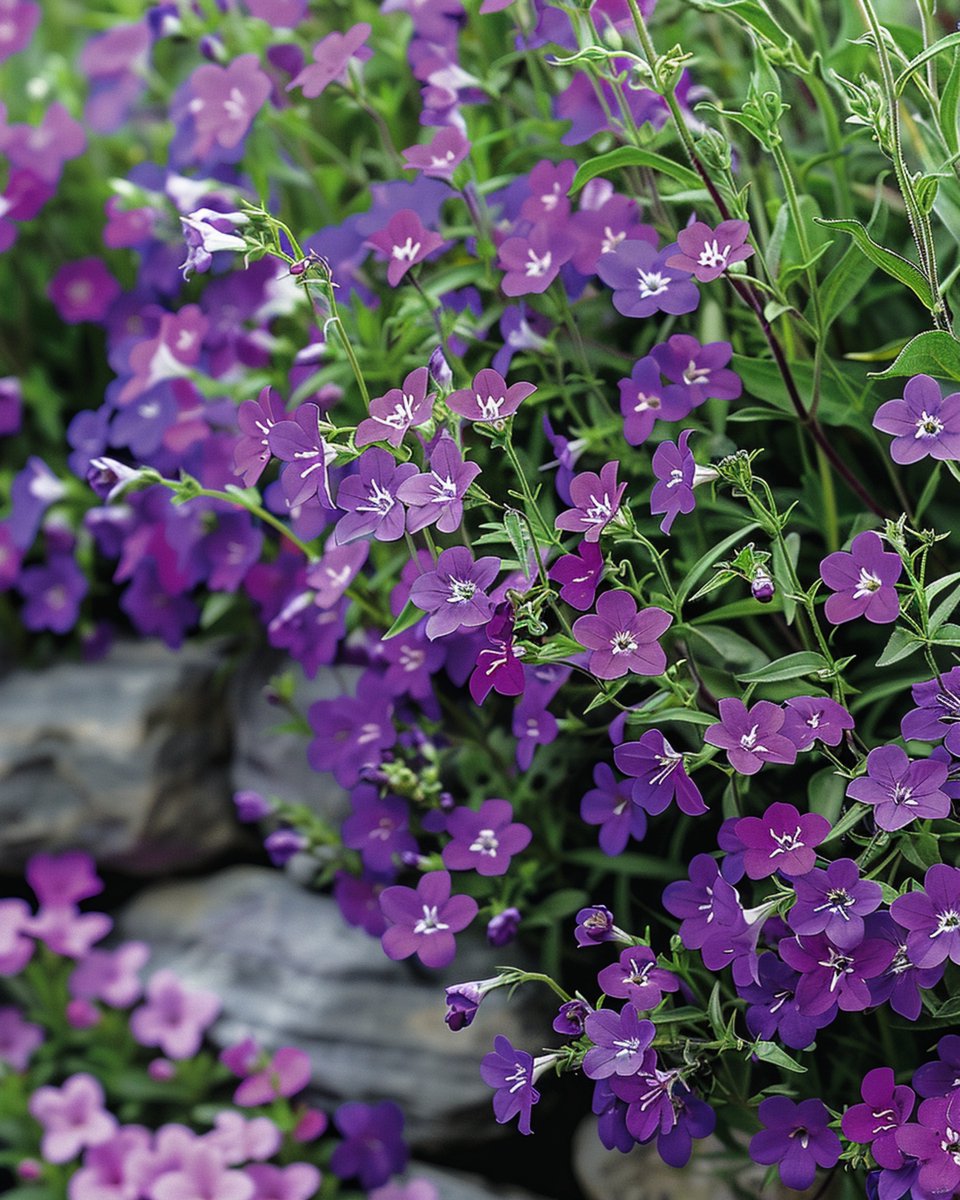 2 sets - Hanglobelia Zaden Lobelia Erinus Eenjarig Sapphire Blauwpaars Hangend