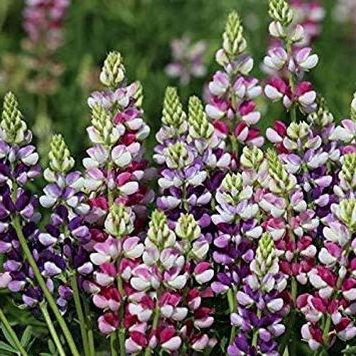 Lupine Zaden - Bloemenzaad Mix - Tuin Decoratie - Gemakkelijk te Kweken - 50 Stuks - Bicolore