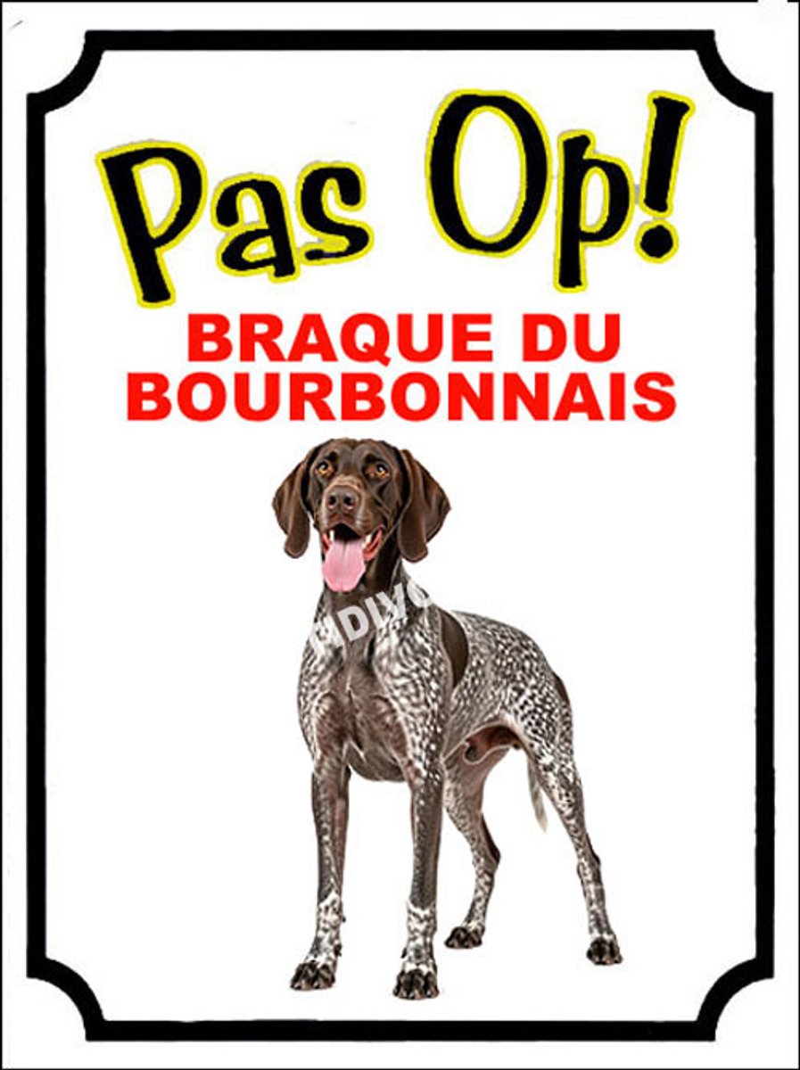 Braque du Bourbonnais 16