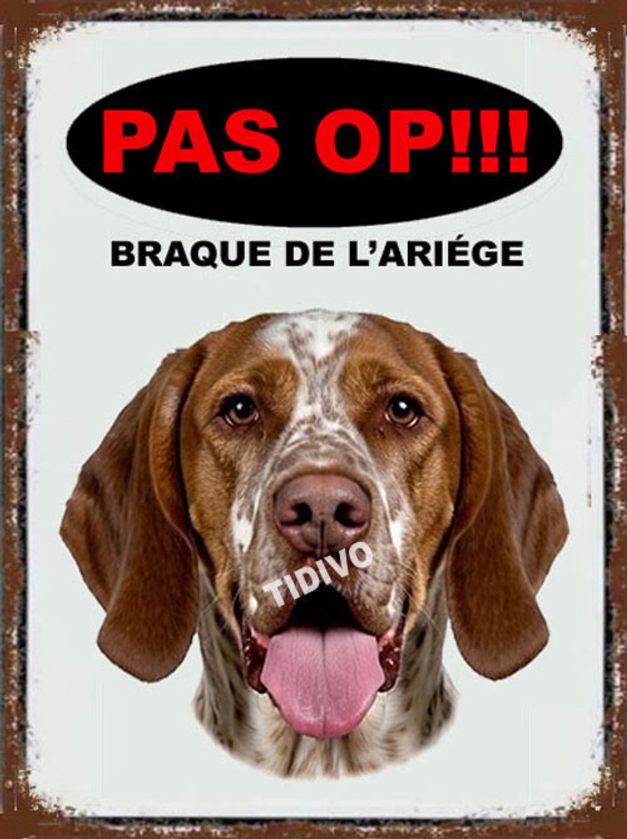 Braque de l'Ariège 17