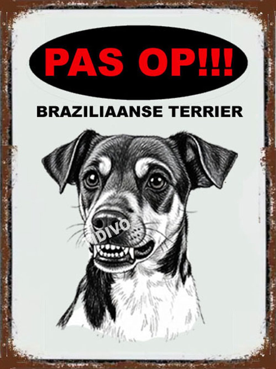 Braziliaanse Terrier 17