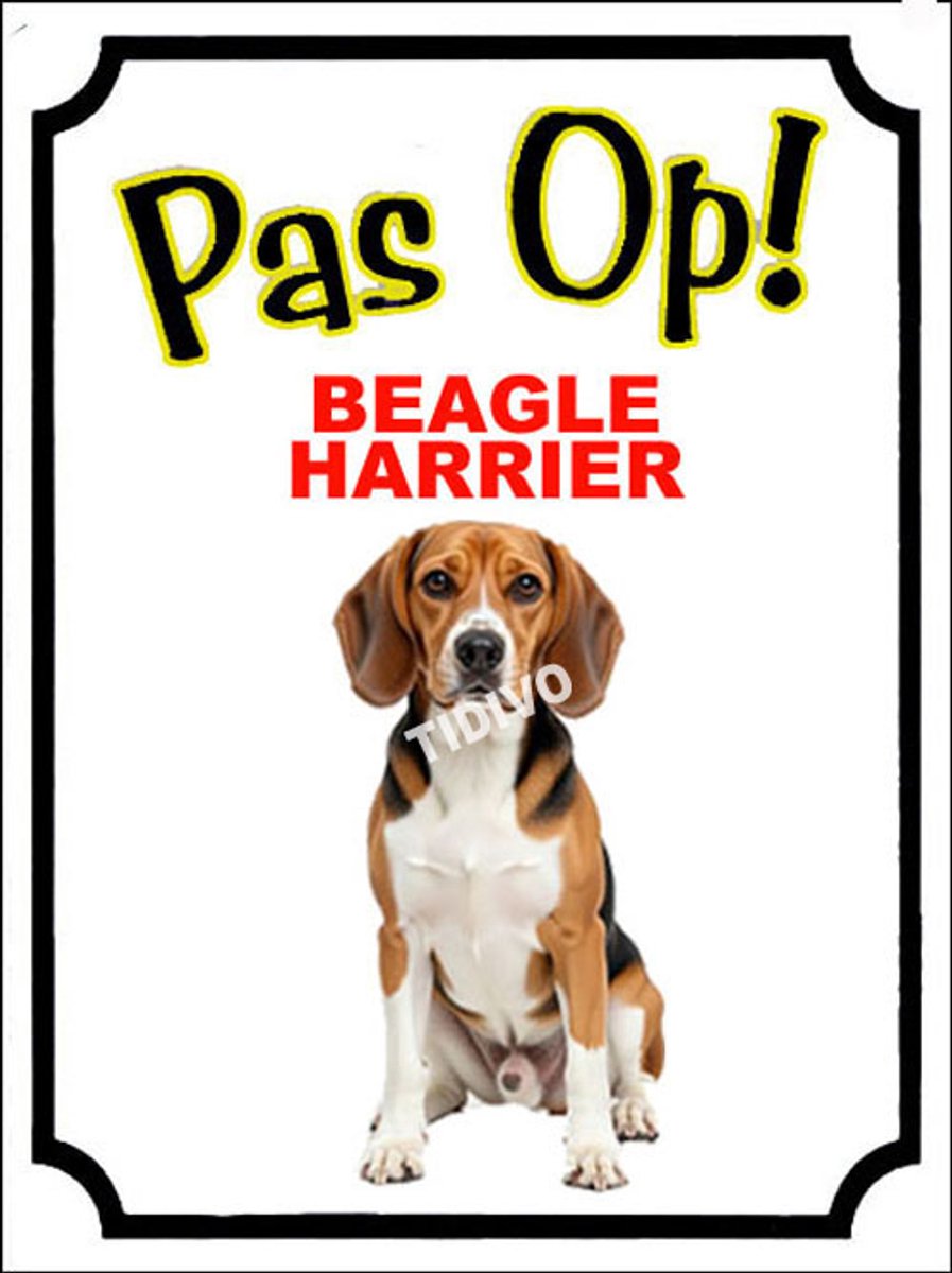 Beagle Harrier 16