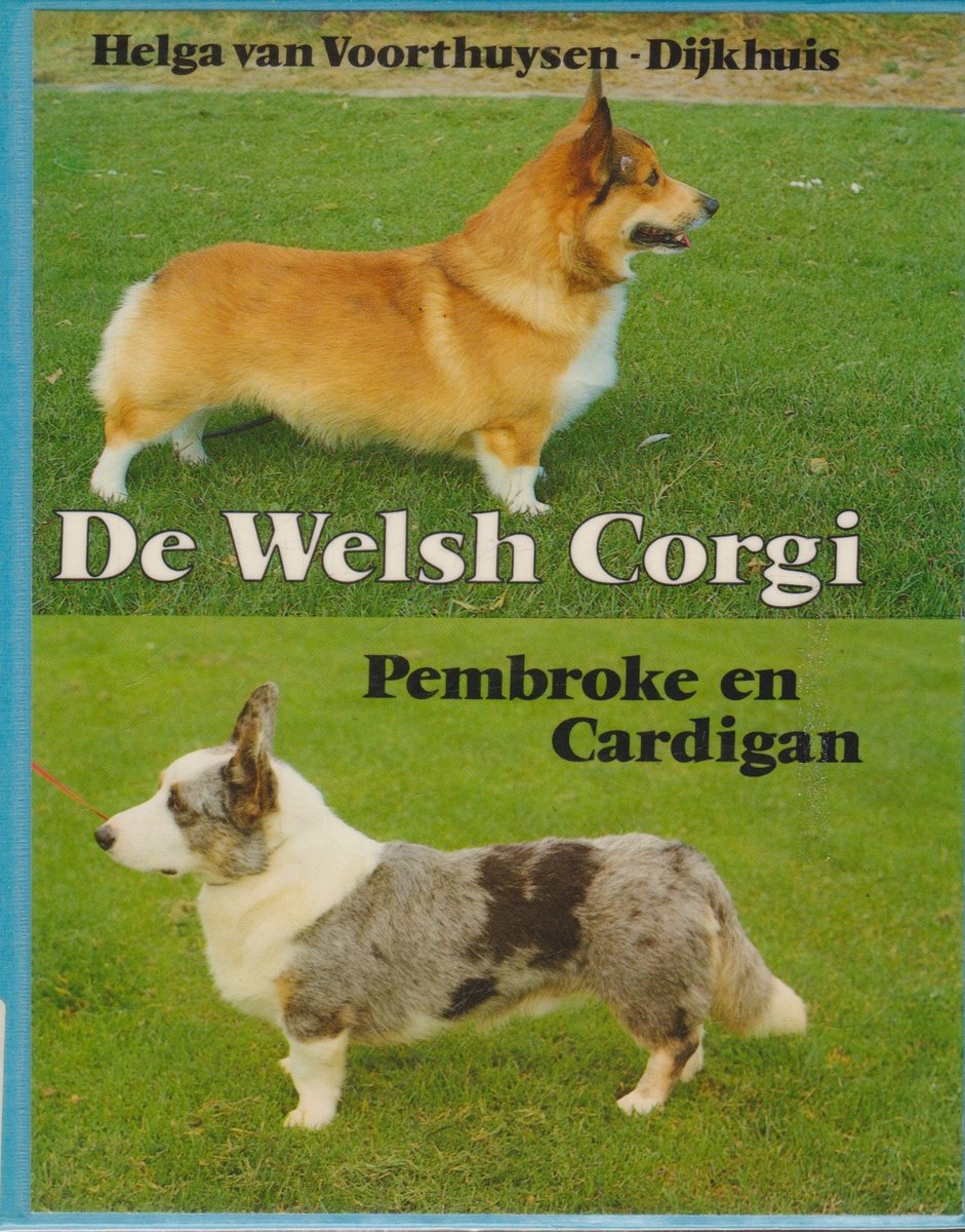 Welsh Corgi