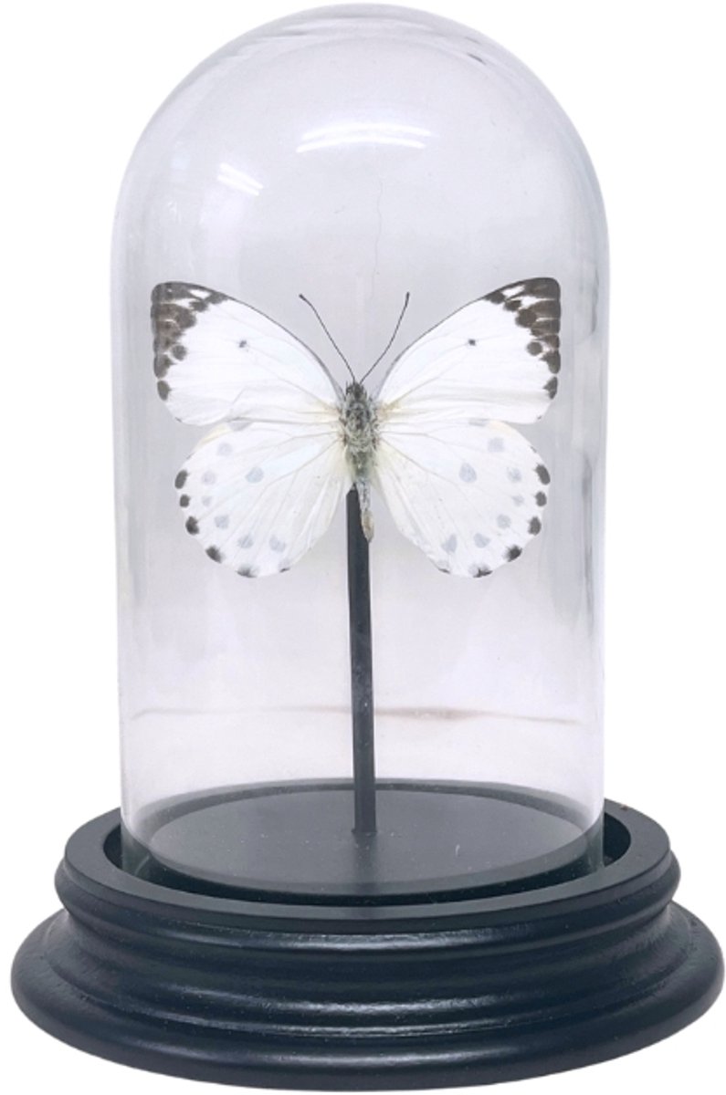 Opgezette vlinder - Belenois Calypso in glazen stolp 7x 12 cm - Geprepareerde vlinders/ insecten Decoratie - Demuseumwinkel.com
