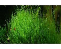 Aquarium Mos - Veermos - Aquarium Decoratie - Recht Opstaande Groei - 4x6cm Portie - Groen