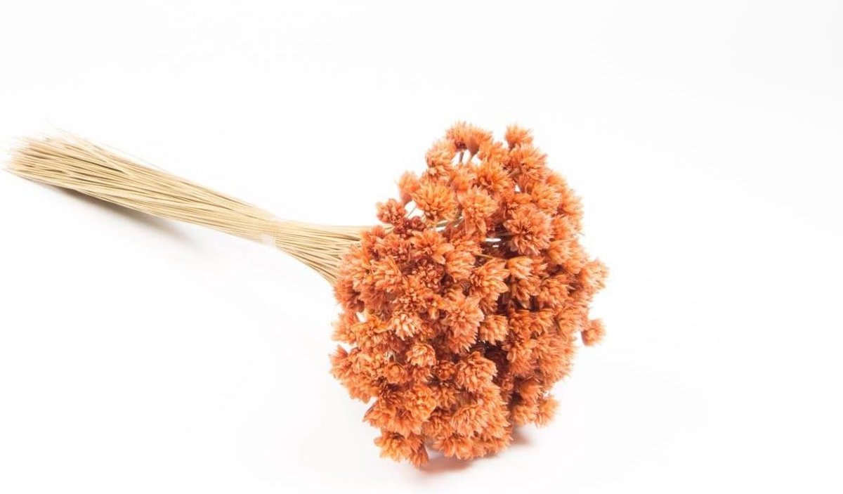Gedroogd Bloemenboeket - Droogboeket Natuurlijk - Decoratie Huis - Braziliaanse Heuvelbloem - 60 cm - Oranje