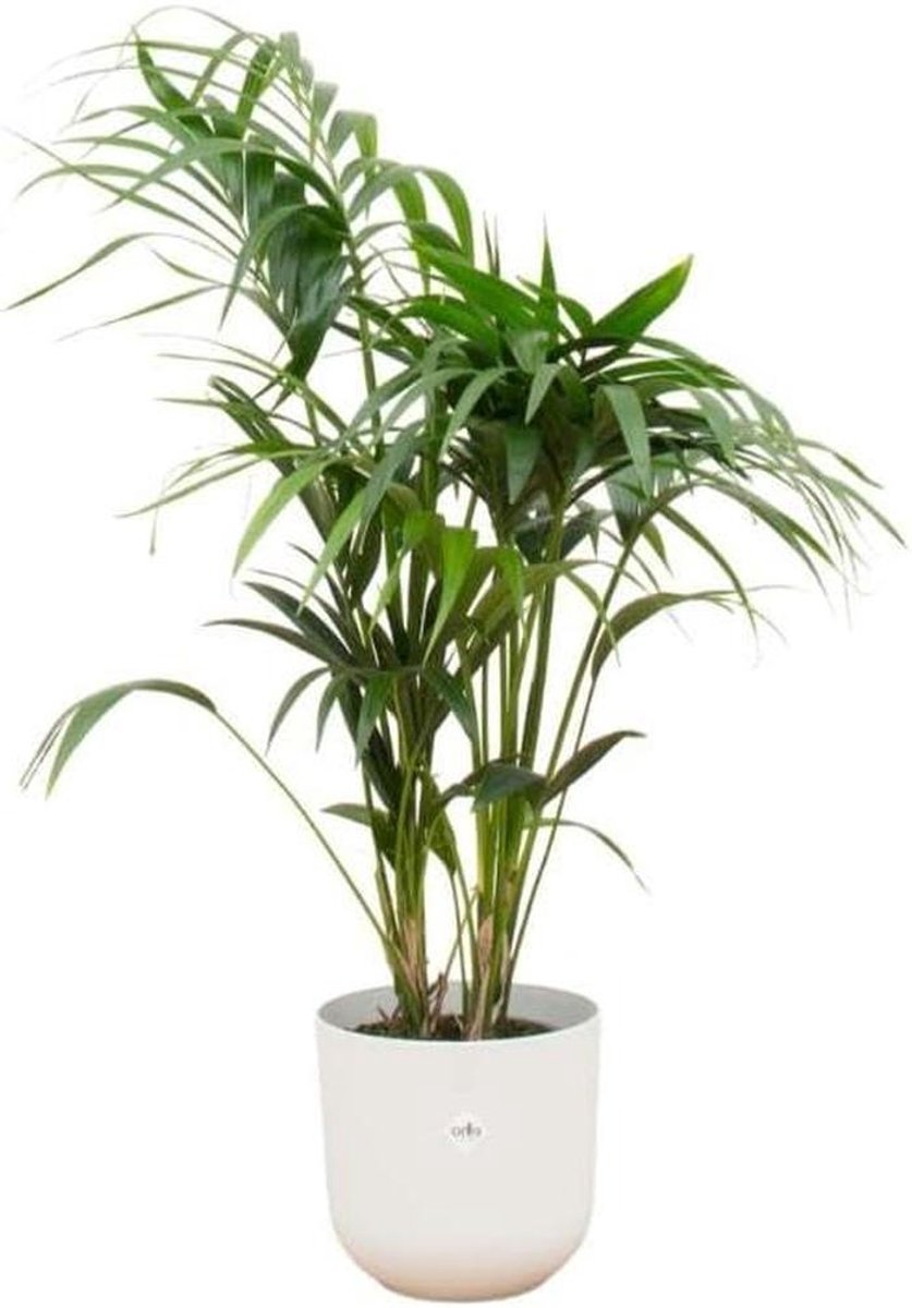 Kentia Palm - Areca Palm - Binnenhuis Decoratie - Inclusief Pot - 130 cm - Groen