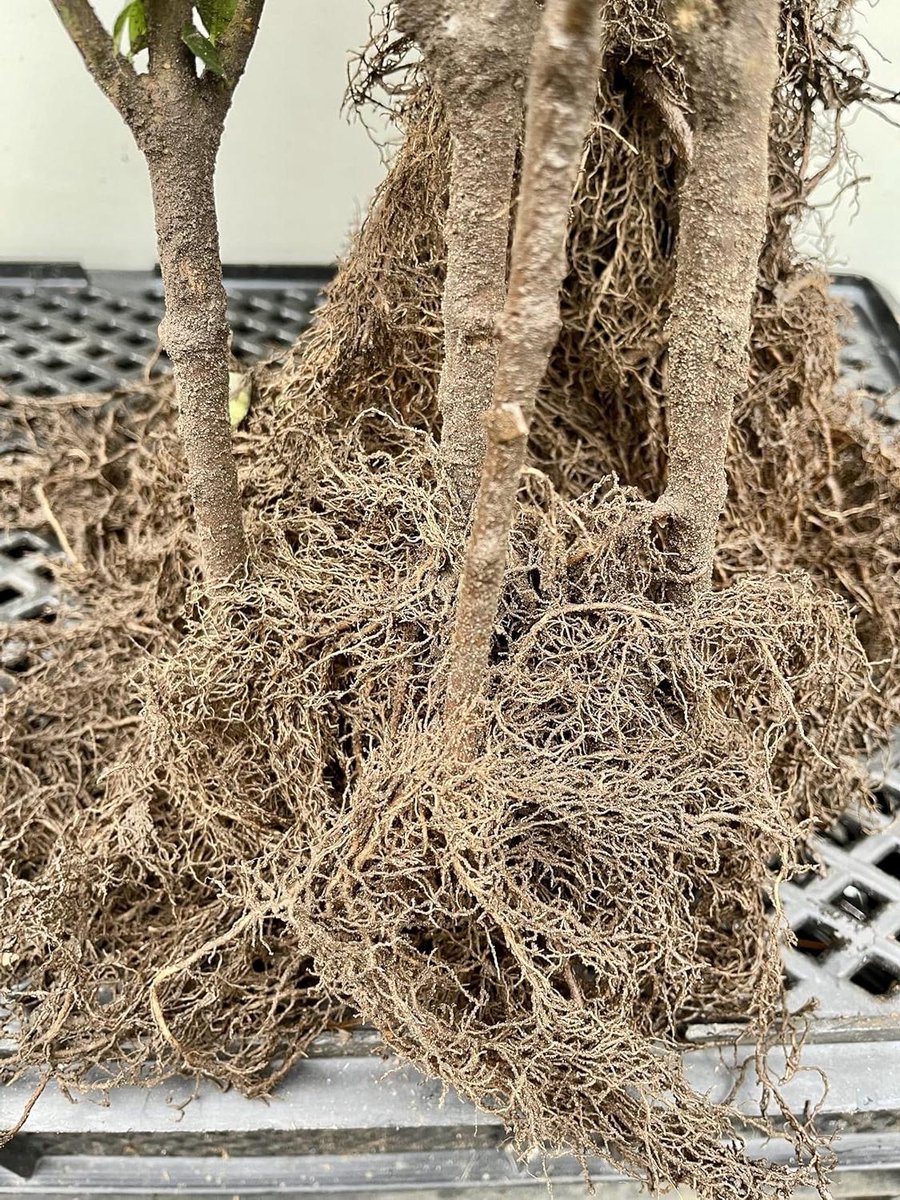 Kruipwilg Struiken - Salix repens Bodembedekker - Tuinieren Bodembedekking - Flexibele Takken Groene Bladeren - 40-60 cm Wortel - Groen Geel