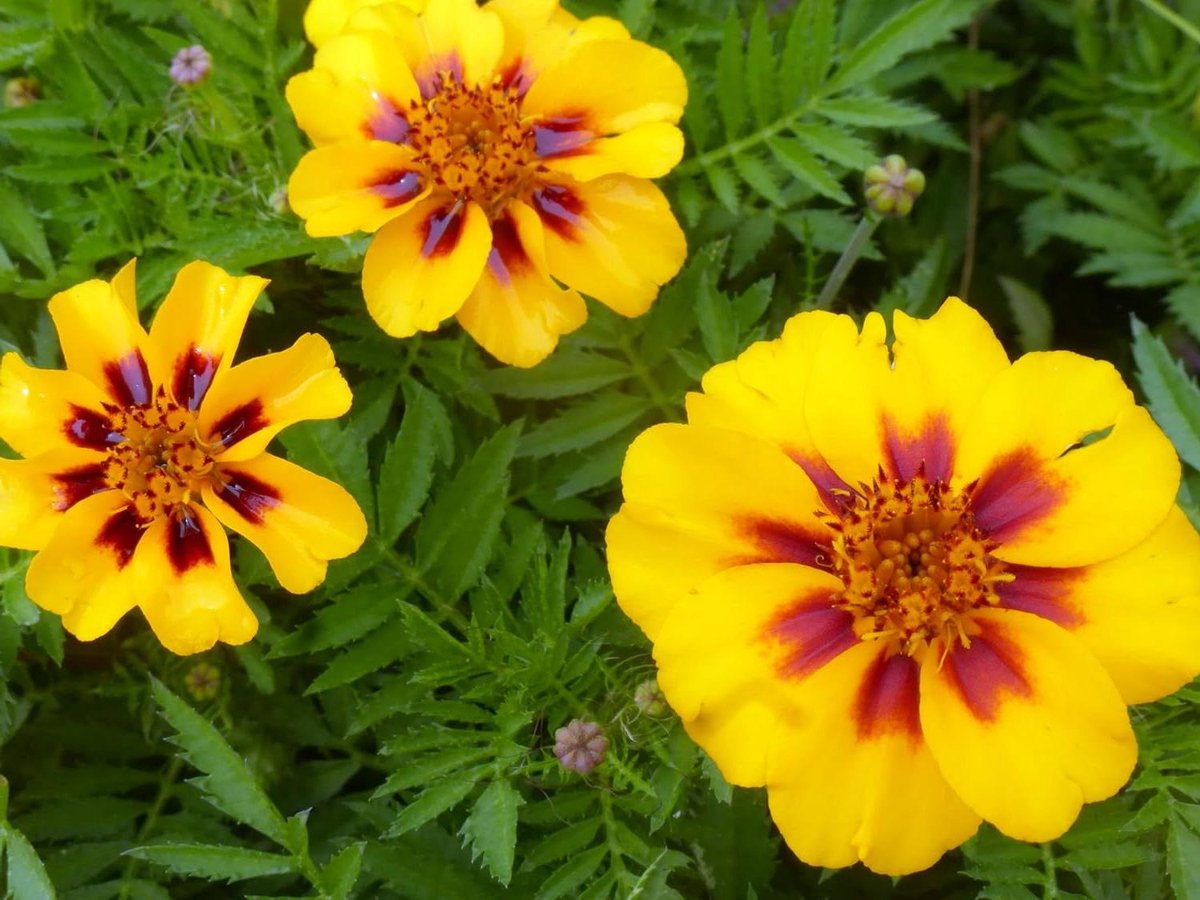 Goudsbloem zaden - Bloemzaad - Tuin Decoratie - Makkelijk te kweken - 50 zaden - Geel