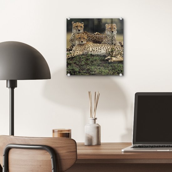 MuchoWow® Peinture sur verre 20x20 cm - Peinture acrylique sur verre - Trois guépards dans la savanne - Photo sur verre - Peintures