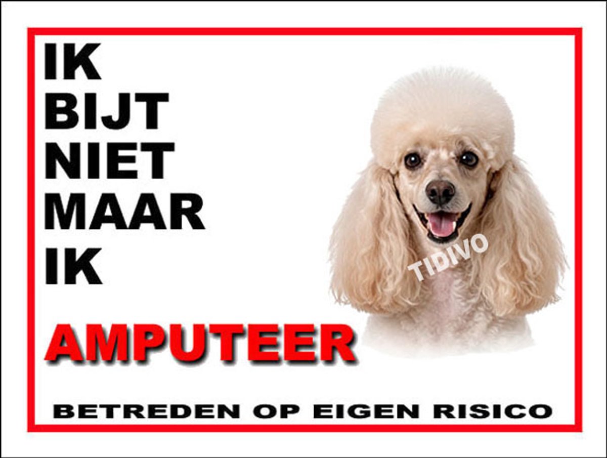 Dwergpoedel 5