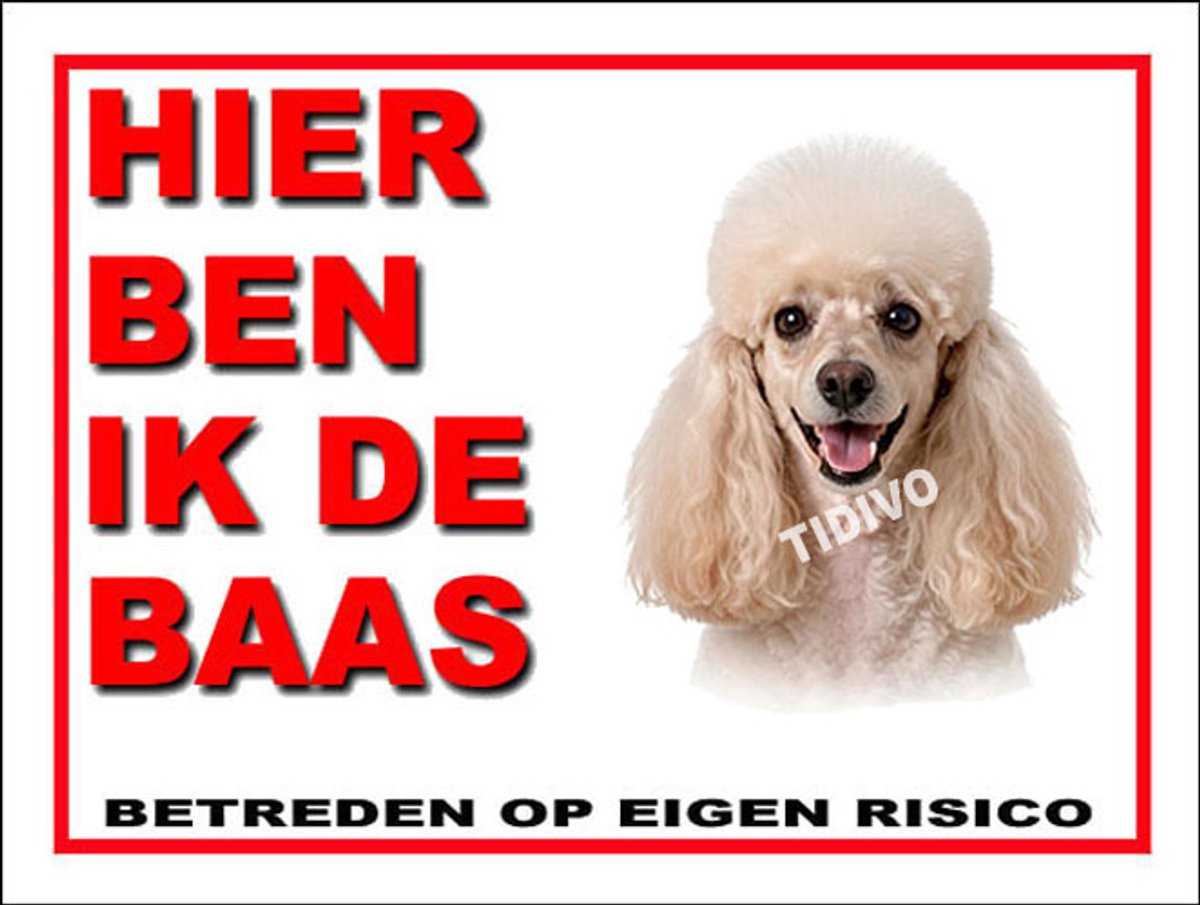 Dwergpoedel 2