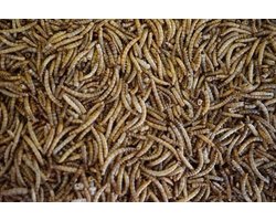 Meelwormen (60 Liter)(10KG)