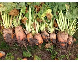 Voederbiet Brigadier Buzzy Seeds 250g