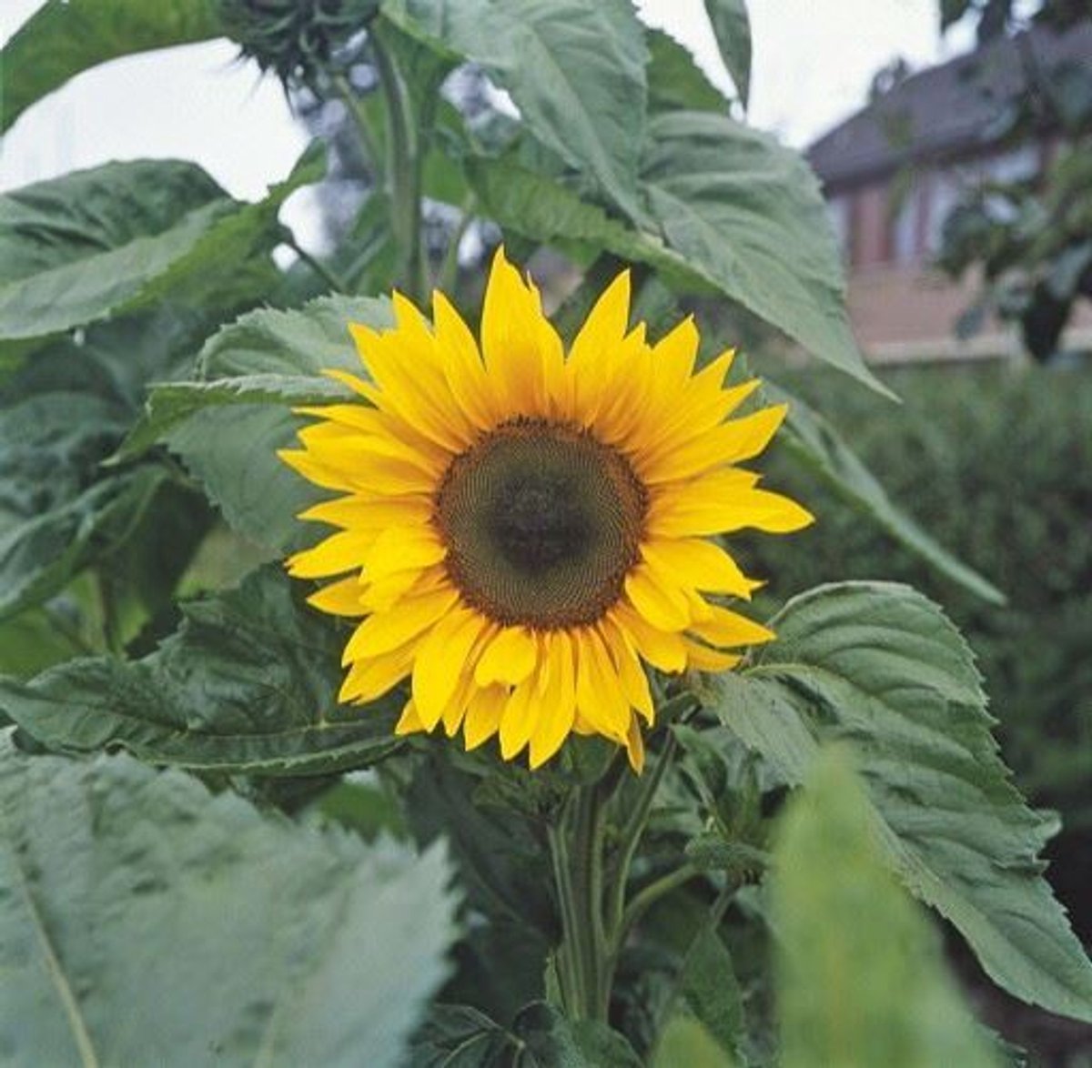 Reuzenzonnebloem Zaden Grootverpakking 250 gram voor 200 m2