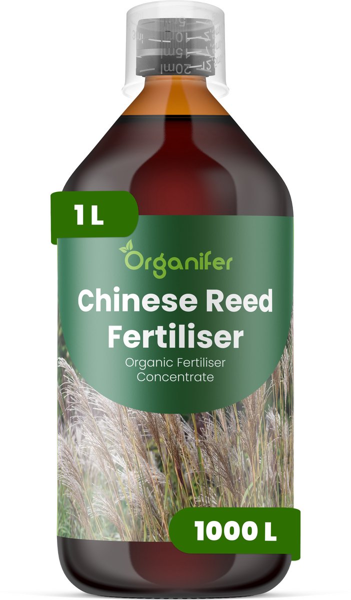 Vloeibare Meststof Voor Chinees Riet 1 L Voor 1000 L - Npk 3-4-3 - Siergras - Architectonische Bladeren - Sterke Pluimvorming - Rizoom Ontwikkeling - Windbestendige Stengels - Hittebestendig - Droogtebestendig - Organifer