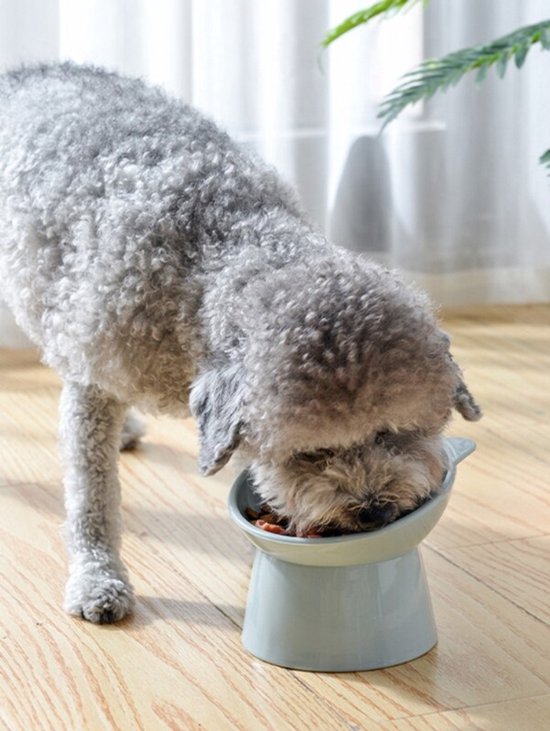Een kleine grijze hond met krullende vacht eet uit een lichtblauwe, verhoogde voerbak.