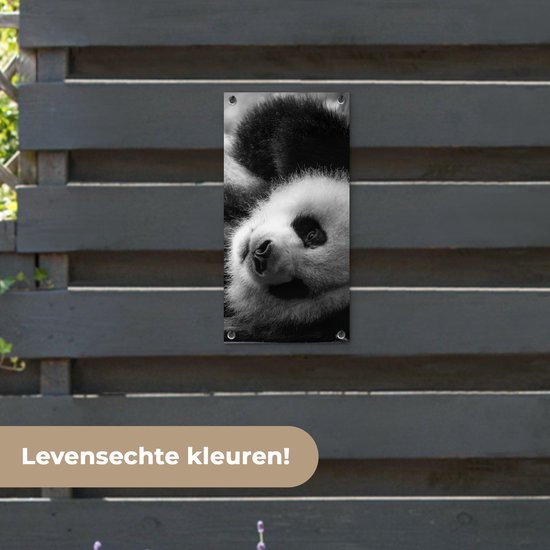 Tuinposter 30x60 cm - Tuindecoratie Dierenprofiel rollende panda in zwart-wit - Poster voor in de tuin - Buiten decoratie - Schutting tuinschilderij - Tuindoek muurdecoratie - Wanddecoratie balkondoek