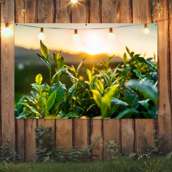 Tuinposter 180x120 cm - Tuindecoratie Zon verlicht de bladeren van theeplanten op een theeplantage - Poster voor in de tuin - Buiten decoratie - Schutting tuinschilderij - Tuindoek muurdecoratie - Wanddecoratie balkondoek