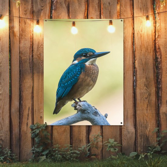 Affiche de Jardin Martin-pêcheur - Branche - Vogel - 200x200 cm - Toile de jardin