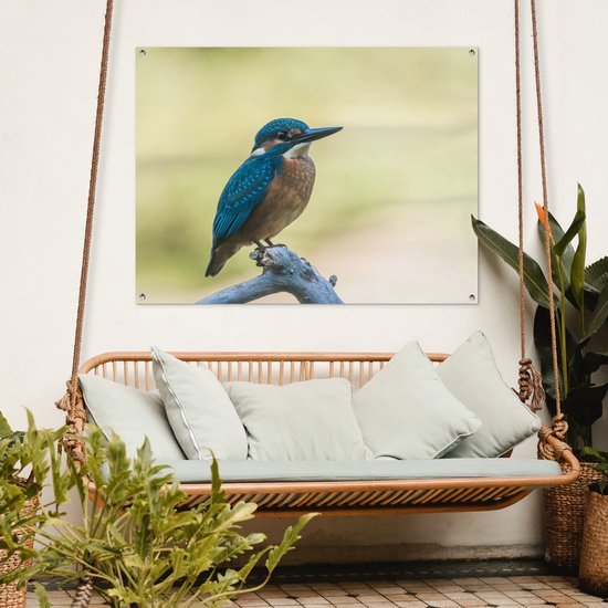 Affiche de Jardin Martin-pêcheur - Branche - Vogel - 200x200 cm - Toile de jardin