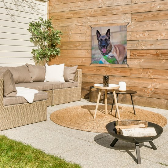 Tuinposter 50x50 cm - Tuindecoratie Mechelse herder die de bal met haar poot beet houdt - Poster voor in de tuin - Buiten decoratie - Schutting tuinschilderij - Tuindoek muurdecoratie - Wanddecoratie balkondoek