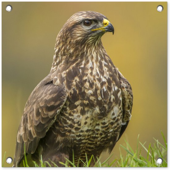Tuinposter 50x50 cm - Tuindecoratie Een buizerd zit in het veld - Poster voor in de tuin - Buiten decoratie - Schutting tuinschilderij - Tuindoek muurdecoratie - Wanddecoratie balkondoek