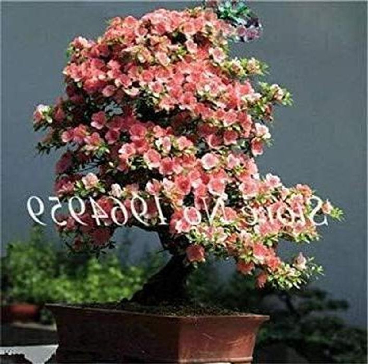 Azalea Zaden - Bloemen Zaden - Tuin Decoratie - Makkelijk Te Groeien - 20 Stuks - Gemengd