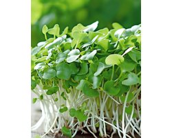Mizuna Zaden Brassica Rapa Microgreens Eenjarig