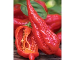 Peper Bhut Jolokia Zaden Capsicum Chinense Eenjarig Red