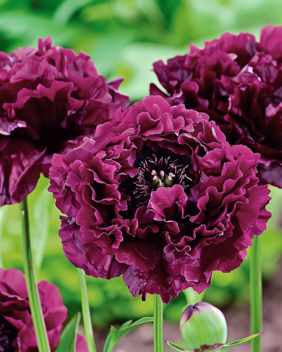 Klaproos Zaden Black Paeony Eenjarig Donkerpaars Dubbelbloemig 80 Cm
