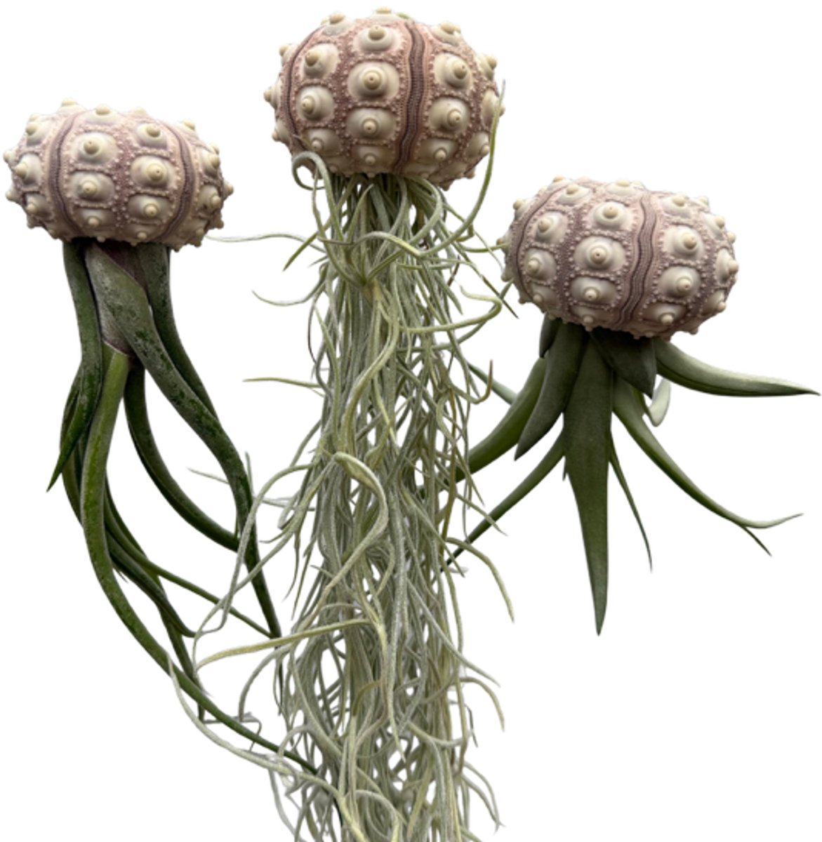 3 Jelly Fish met sputnik zee-egel en verschillende luchtplanten/airplants/Tillandsia/creatief met planten/hangplanten/kamerplanten/handgemaakt