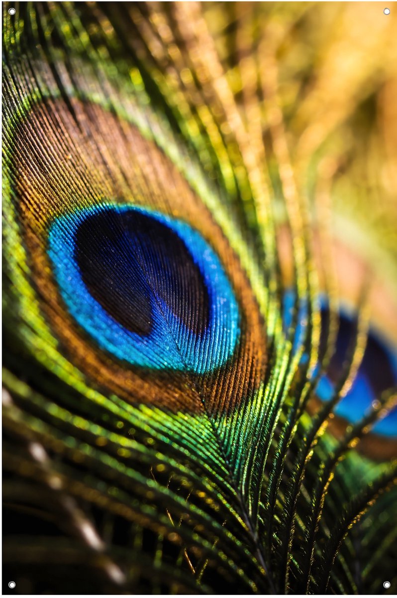 Pauwenveer Macro Fotografie - 60x90 cm - Buitenposter - Schuttingdoek - Tuinschilderij - Weerbestendig - Tuindoek - Tuinposter