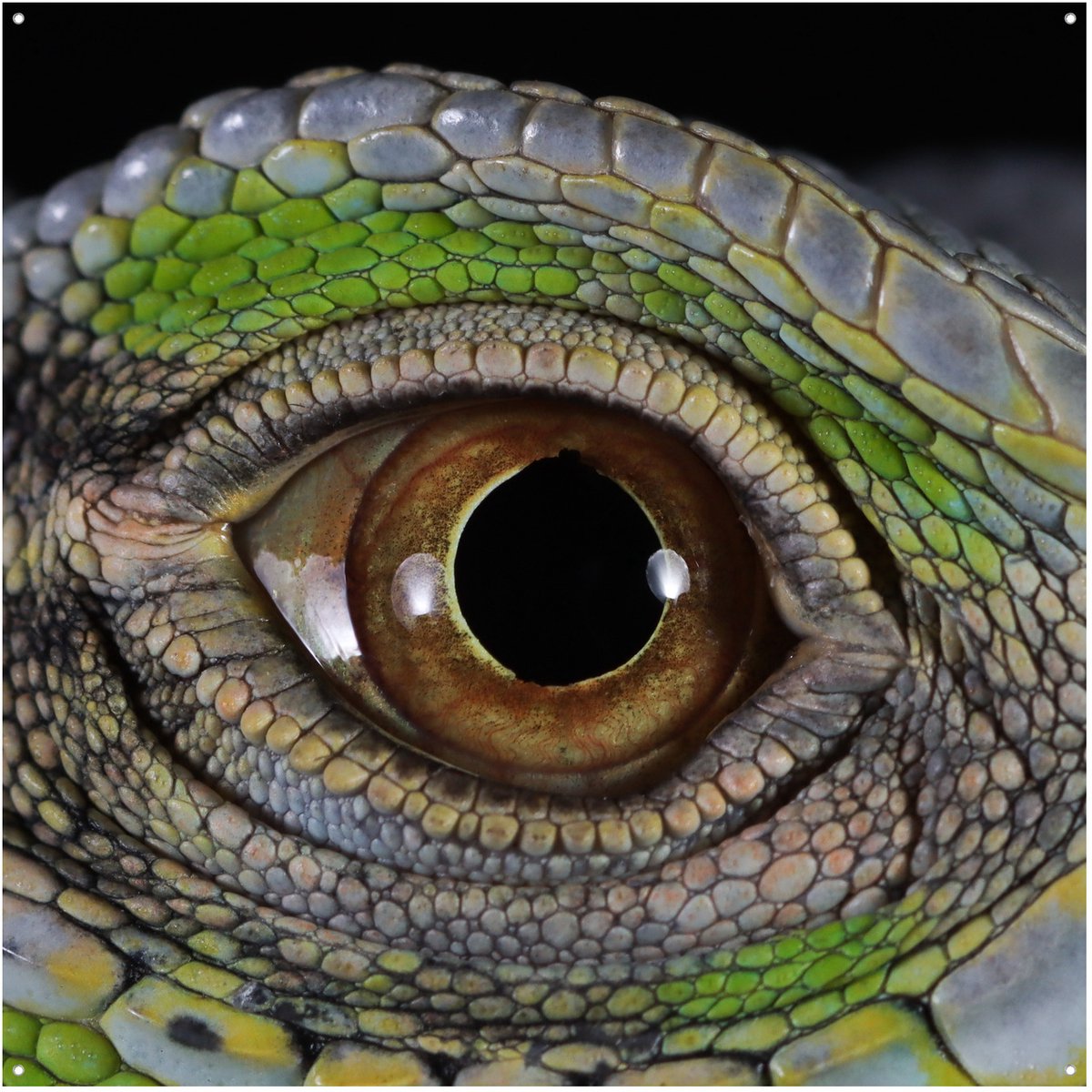 Leguaan Oog Eye See You - Tuinposter - Tuindoek - 100x100 cm - Buitenposter - Schuttingdoek - Tuinschilderij voor Buiten