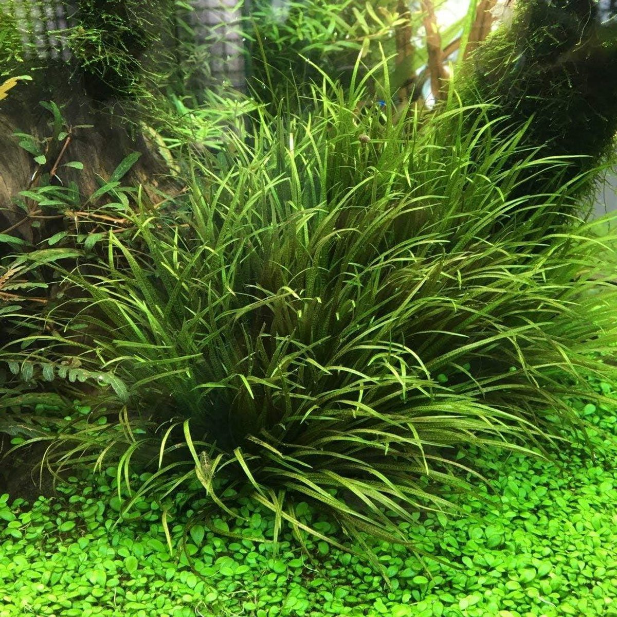 Aquariumplanten - Waterplanten - Aquarium Inrichting - In Vitro Kweek - 65 Cm Hoog - Groen