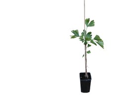 Ginkgo biloba | Japanse notenboom | 40 cm hoog