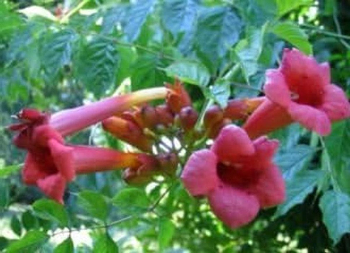Rode trompetbloem - Klimplant Radicans - Tuin Begroeiing - Met hechtwortels - 60-100 cm - Oranje rood
