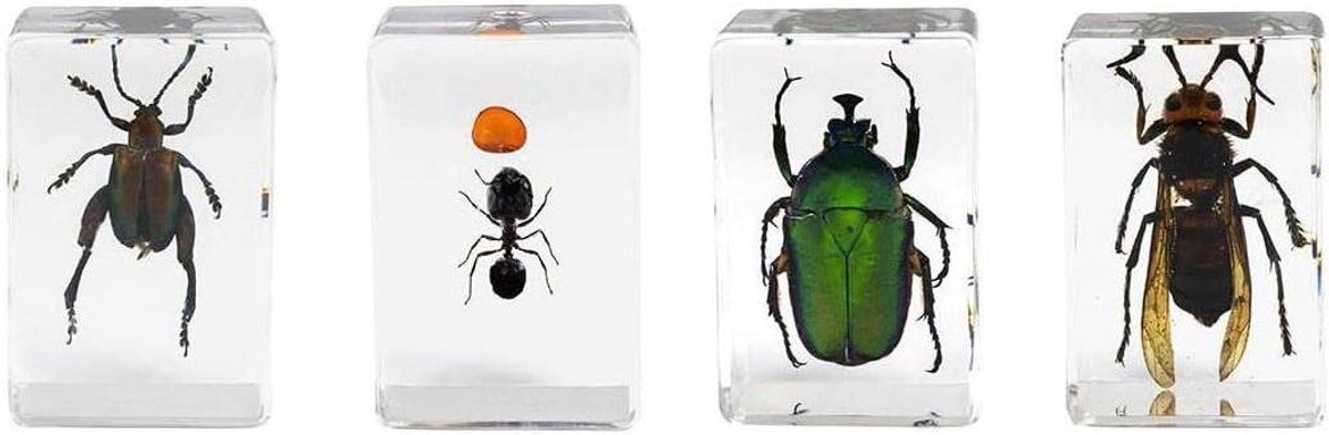 Insecten Specimen Kit - Insecten in Hars - Observeren van Insecten - Vier Echte Geleedpotigen - 30 Gram - Transparant