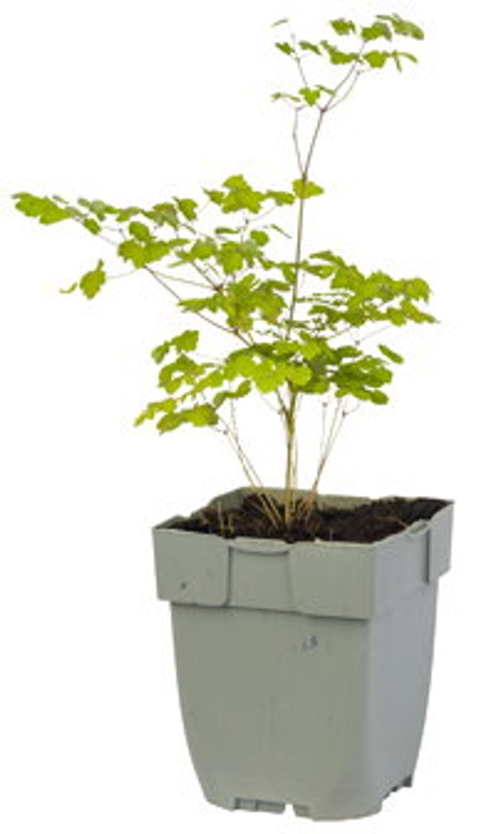 Griffioen - Thalictrum del. 'Hewitt's Double'