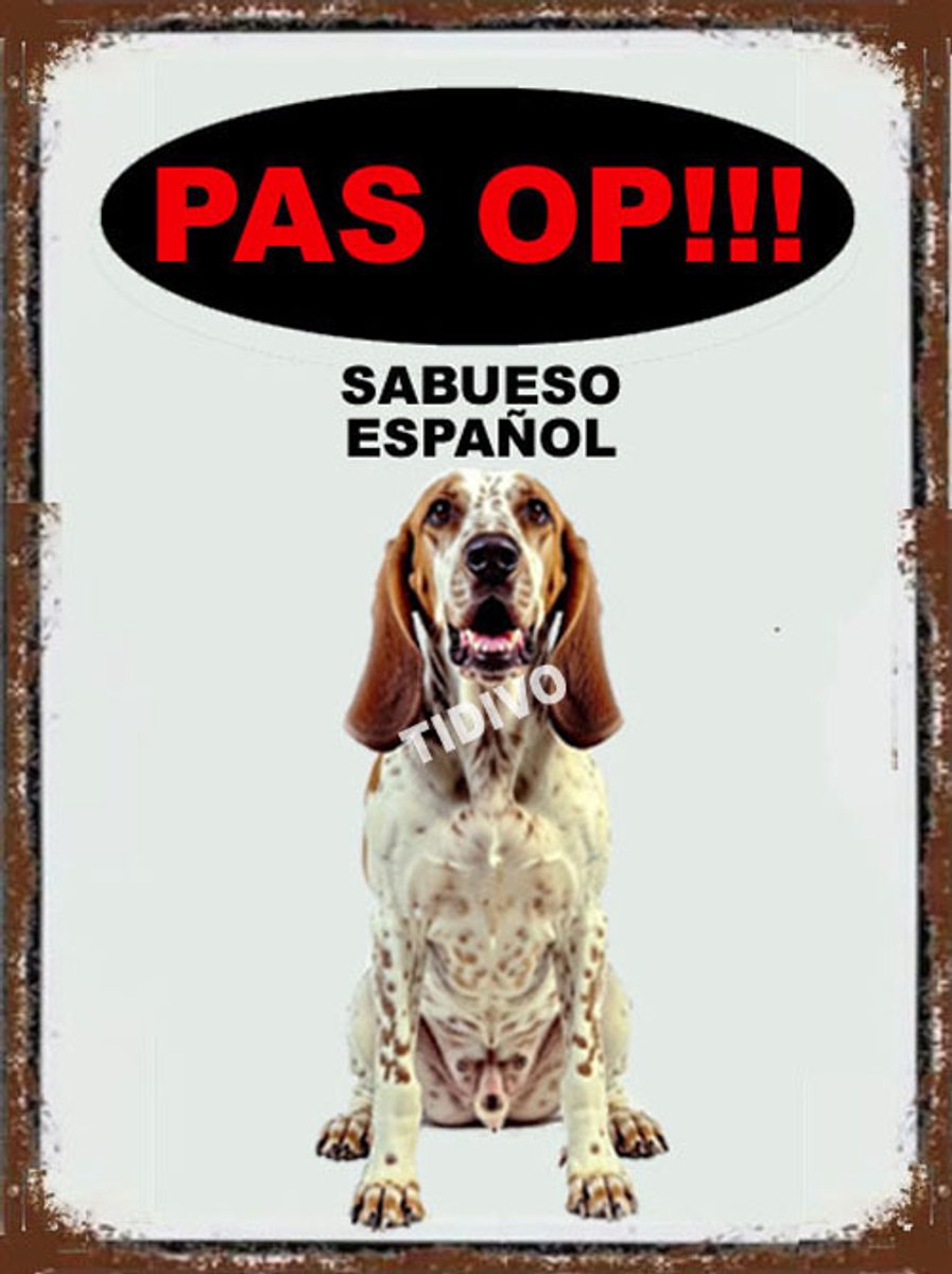 Sabueso Español 17