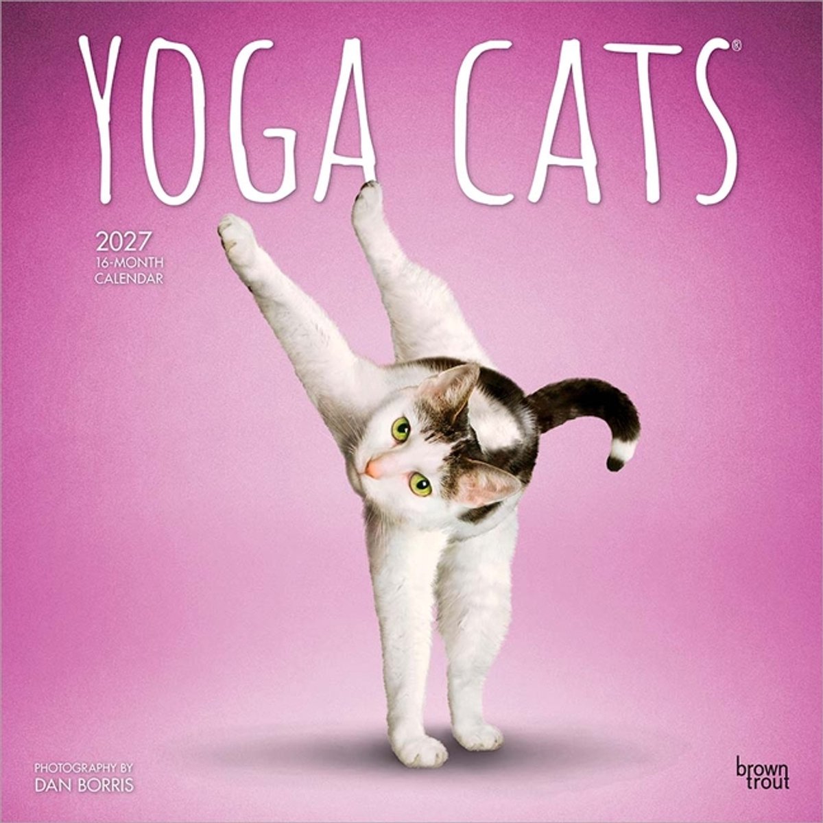 Yoga Cats Kalender 2027