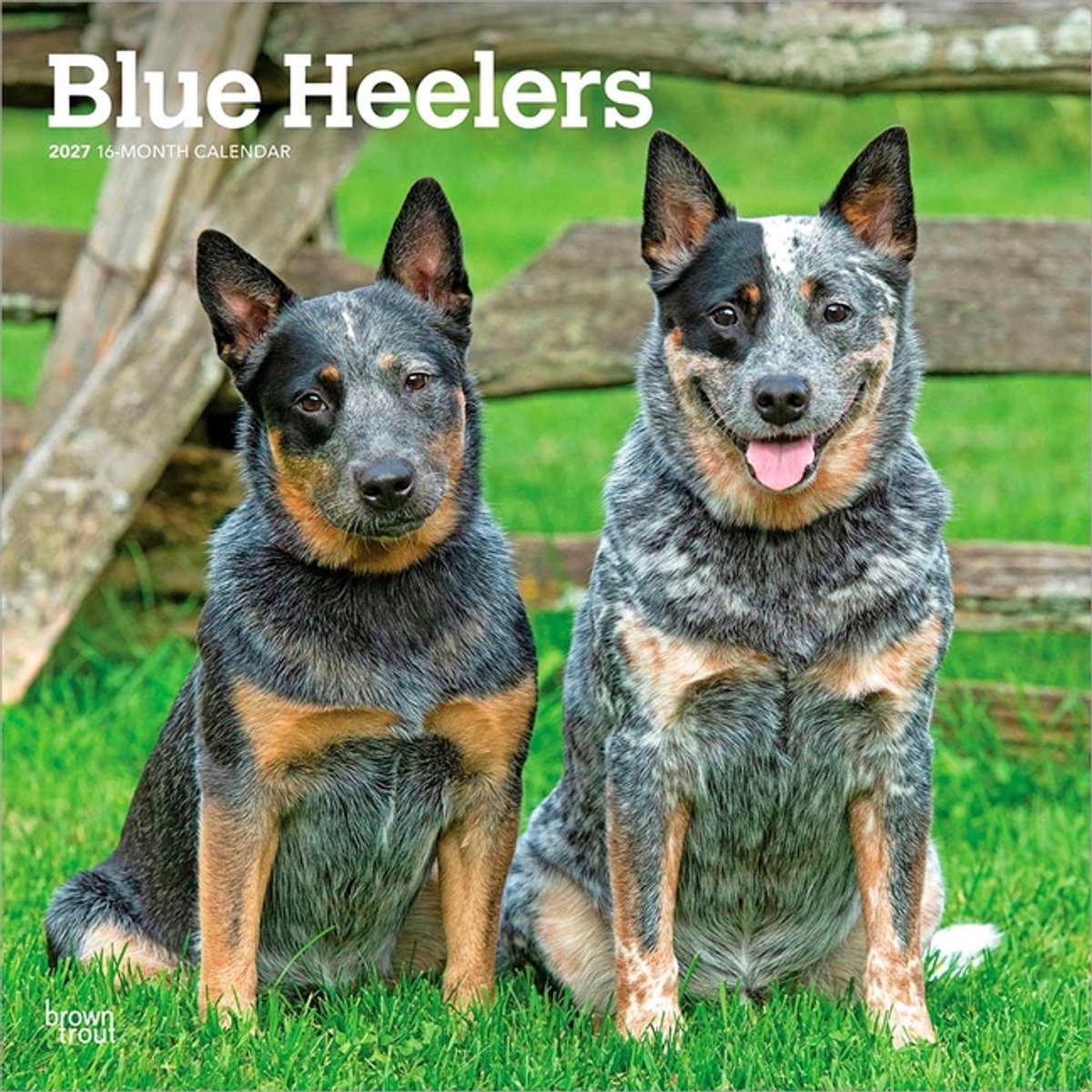 Blue Heelers Kalender 2027